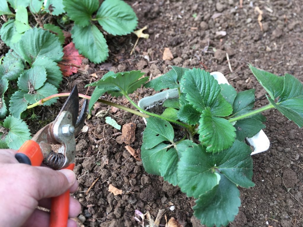 Multiplication des fraisiers : il suffit de couper le cordon !