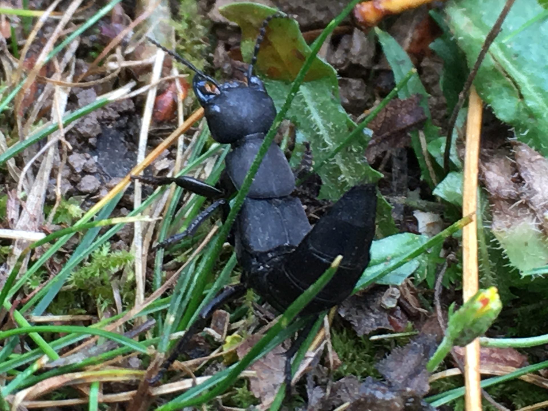 L'équarrisseur du potager - Un jardin dans le Marais poitevinUn jardin
