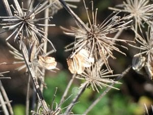 La multitude de graines de la Berce est maintenant dispersée / Un jardin dans le Marais poitevin.