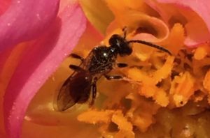 Andrène : une petite abeille active jusqu'au bout du bout de l'été / Un jardin dans le Marais poitevin. Andrène : une petite abeille active jusqu'au bout du bout de l'été / Un jardin dans le Marais poitevin.