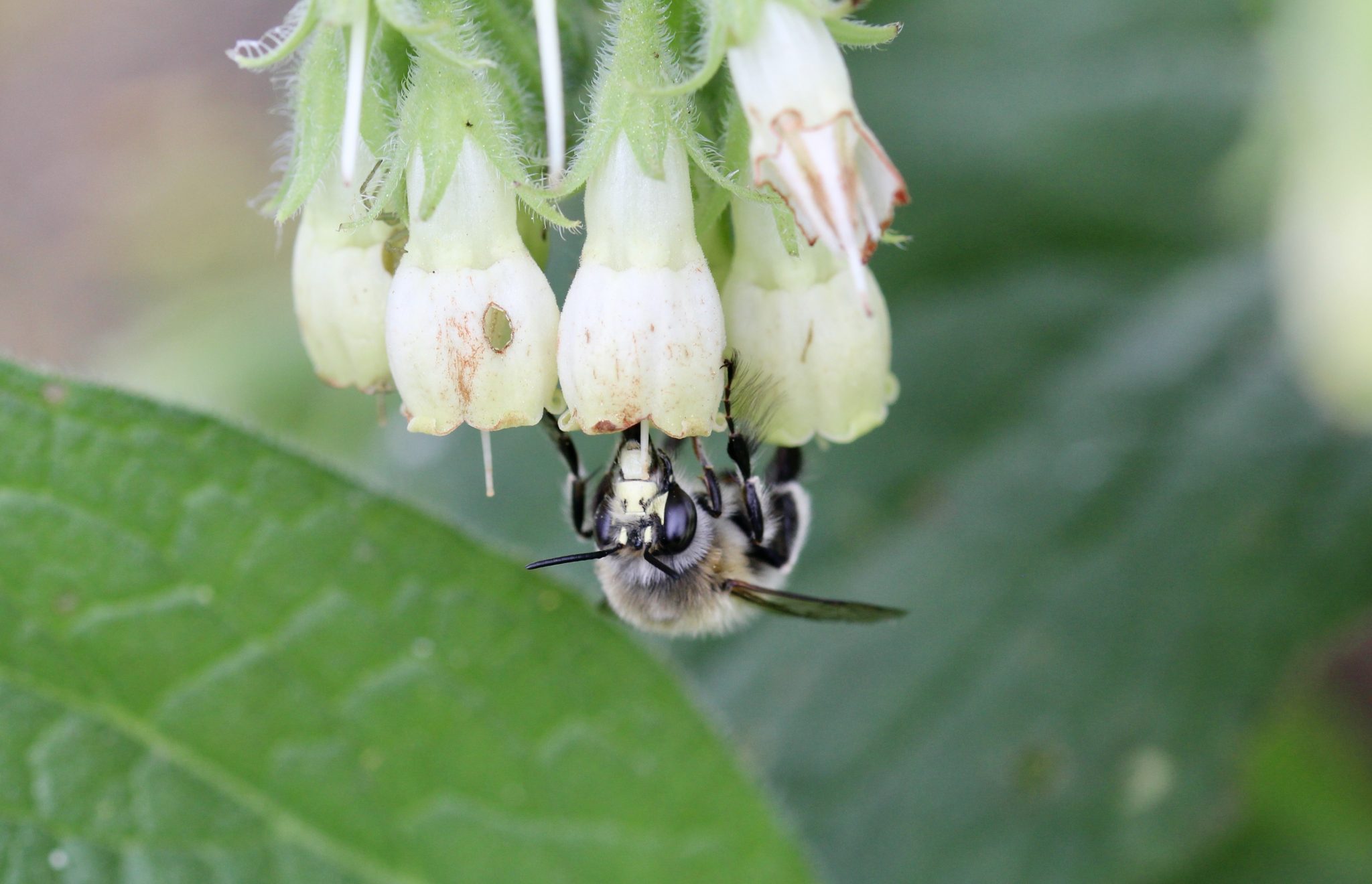 Fleur de Consoude, jaune pâle parfois nuancé de taches violacées / Un jardin dans le Marais poitevin.