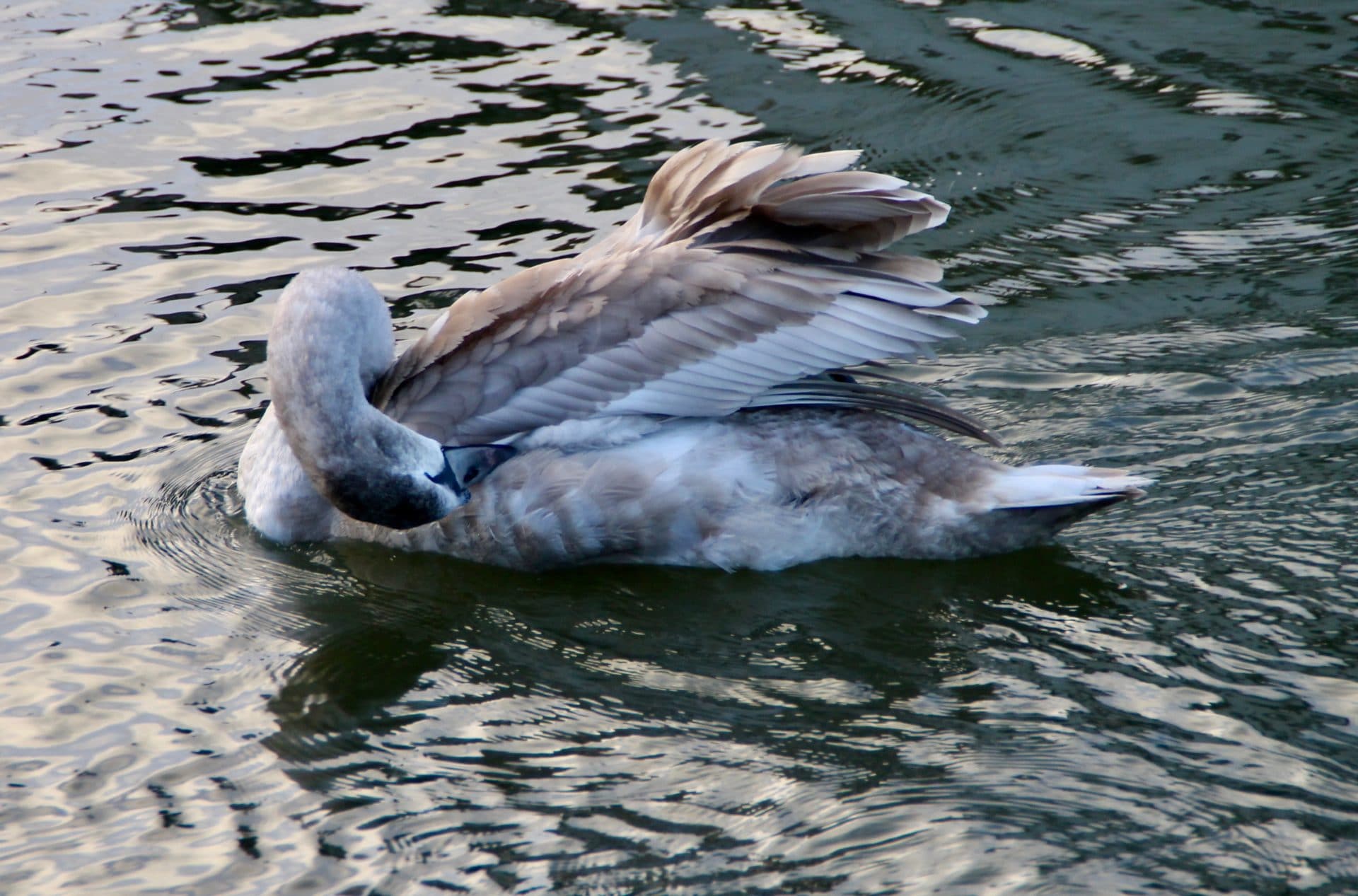 Jeune cygne / Un jardin dans le Marais poitevin. Jeune cygne / Un jardin dans le Marais poitevin.
