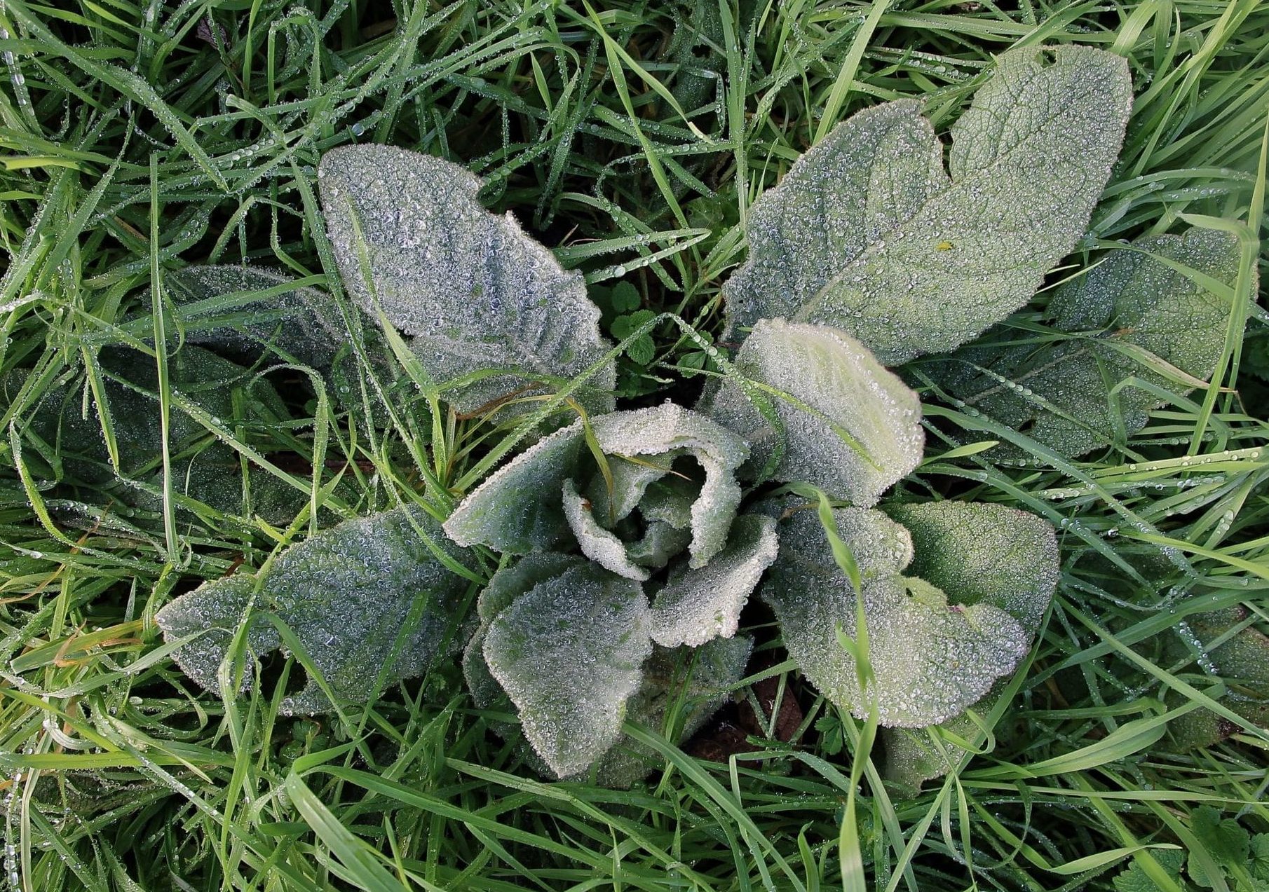 La Molène bouillonblanc Un jardin dans le Marais poitevinUn jardin