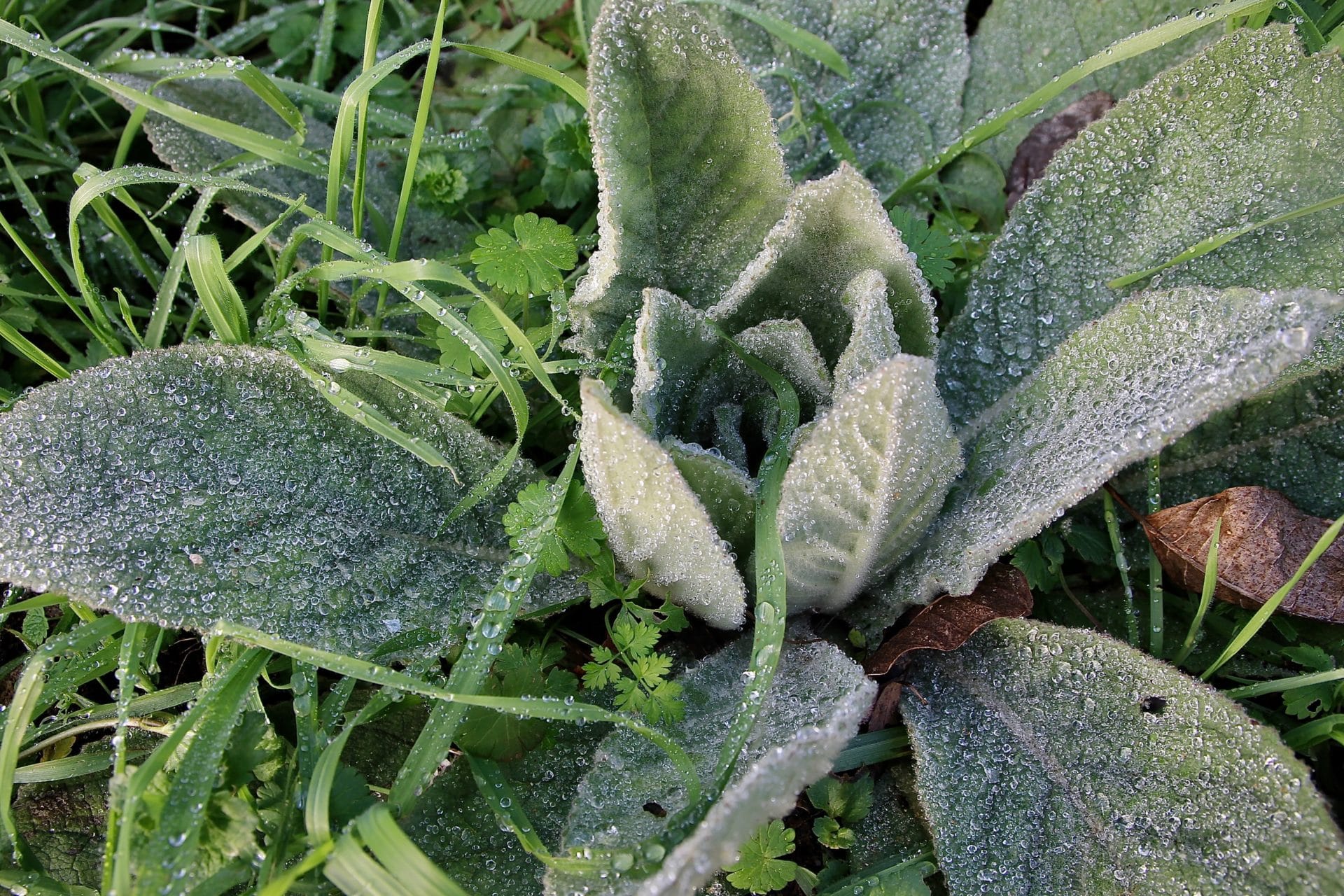 La Molène bouillonblanc Un jardin dans le Marais poitevinUn jardin