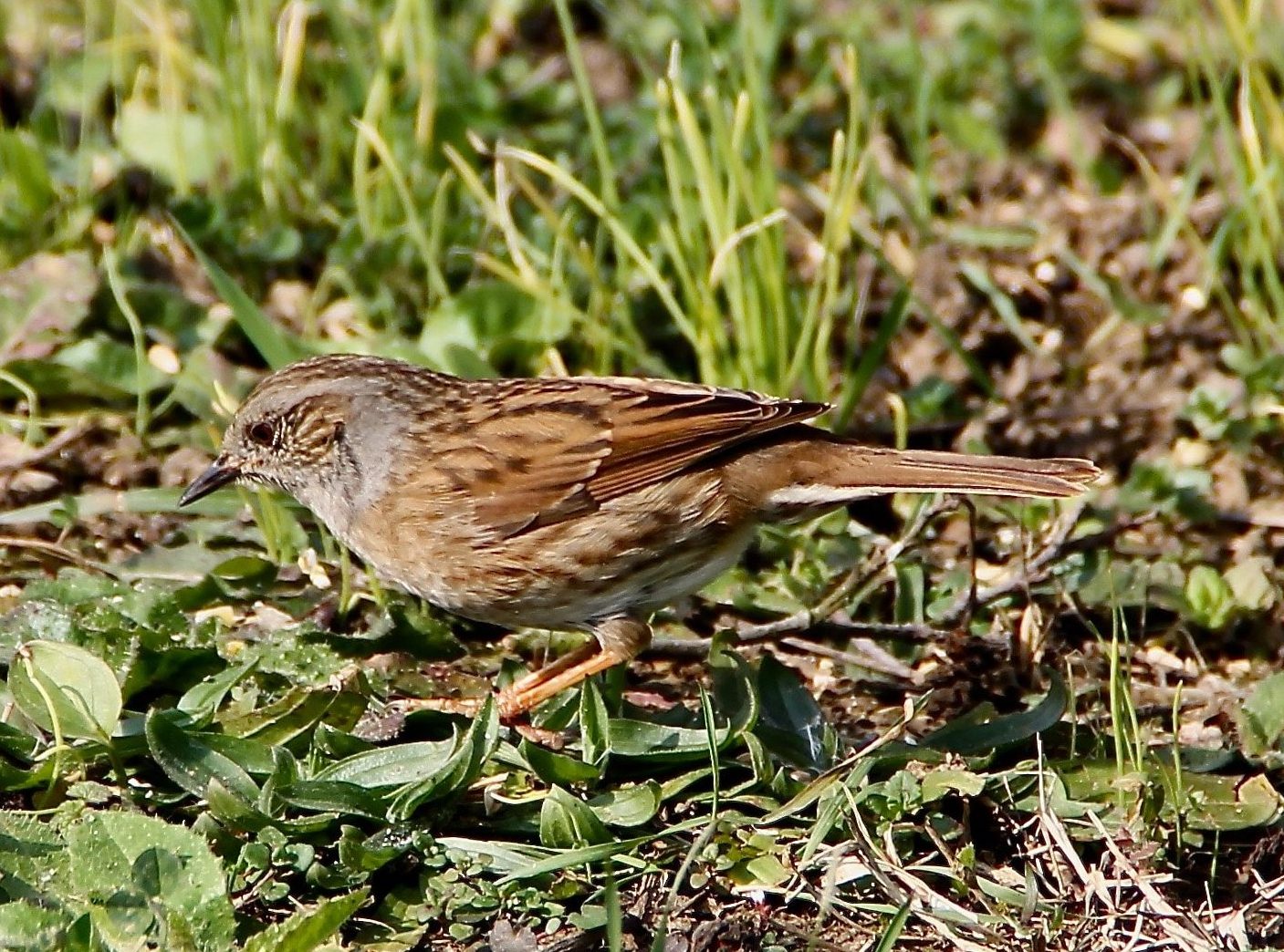 Accenteur mouchet / Un jardin dans le Marais poitevin.