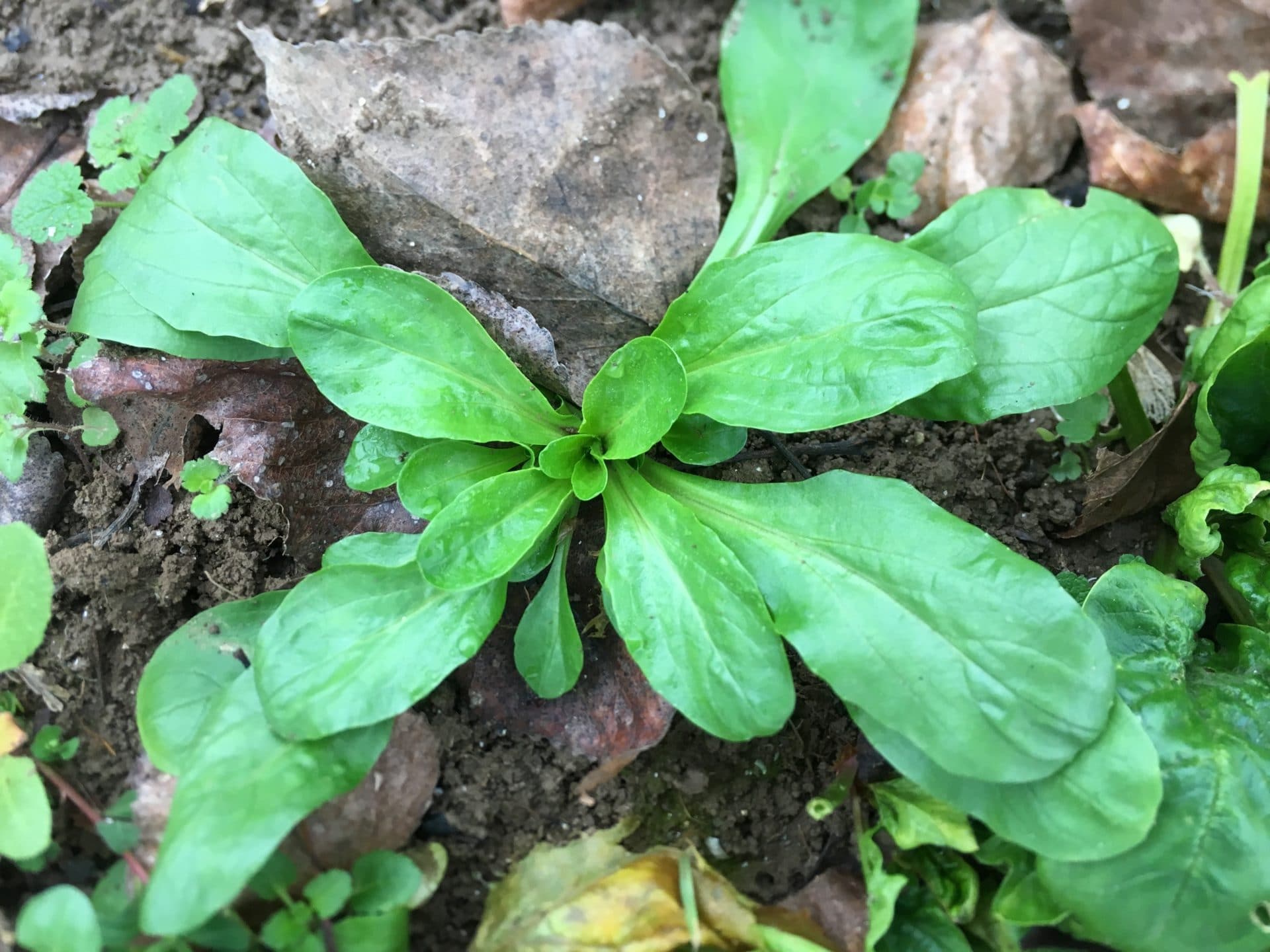 La doucette sauvage Un jardin dans le Marais poitevinUn jardin dans