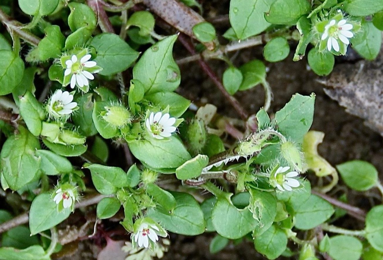 Mouron des oiseaux / Un jardin dans le Marais poitevin.