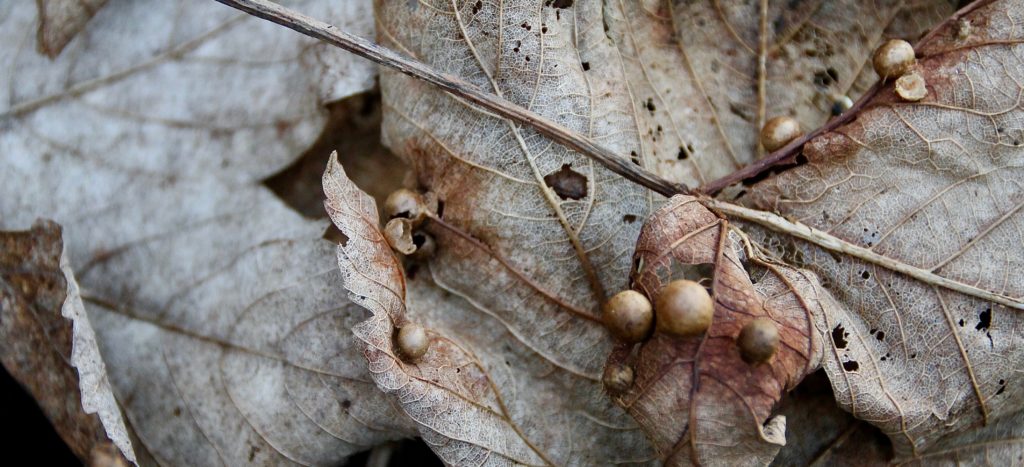 Galle de l'érable, sur feuilles mortes au pied de l'arbre / Un jardin dans le Marais poitevin.