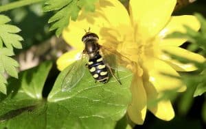 Syrphe des corolles sur Ficaire fausse-renoncule.