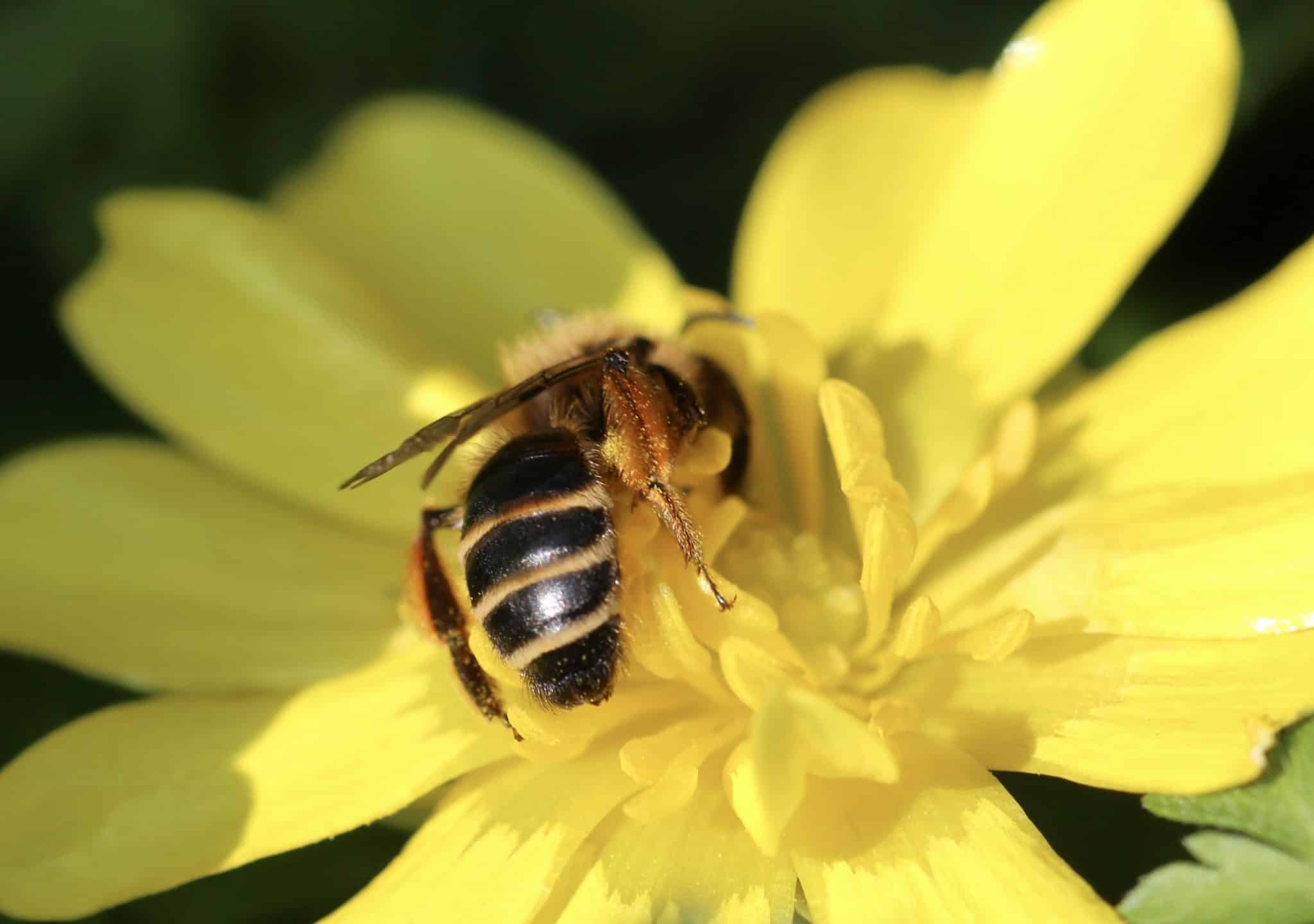 Andrène à pattes-jaunes sur Ficaire fausse-renoncule.