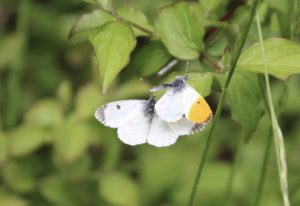 Aurore mâle et Aurore femelle / Un jardin dans le Marais poitevin.