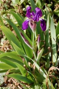 Iris / Un jardin dans le Marais poitevin.