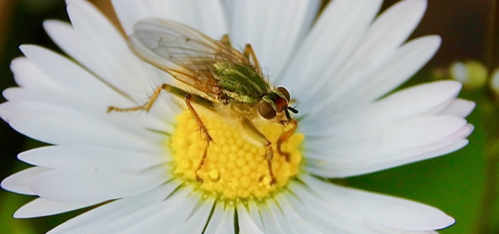 Mouche stecoraria, Scatophage du fumier, femelle / Un jardin dans le Marais poitevin. Mouche stercoraire, femelle, sur pâquerette.