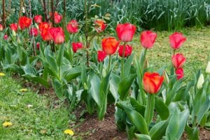 Platebande de tulipes / Un jardin dans le Marais poitevin.