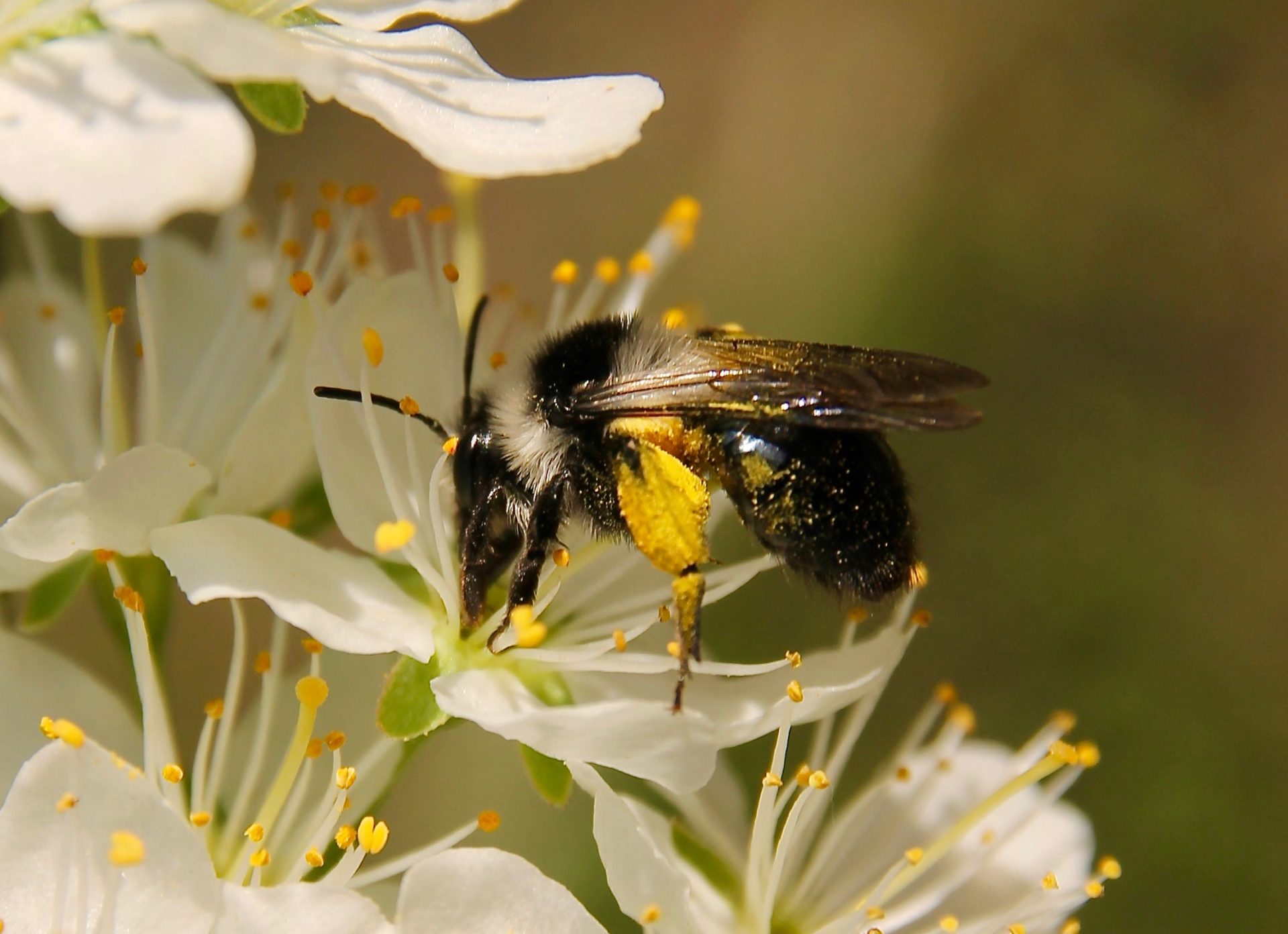 Abeilles sauvages du jardin - Un jardin dans le Marais poitevinUn