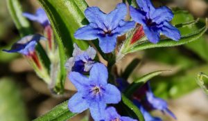 Grémil bleu-pourpre, corolle à cinq lobes en forme de long entonnoir / Un jardin dans le Marais poitevin. Grémil bleu-pourpre, corolle à cinq lobes en forme de long entonnoir / Un jardin dans le Marais poitevin.