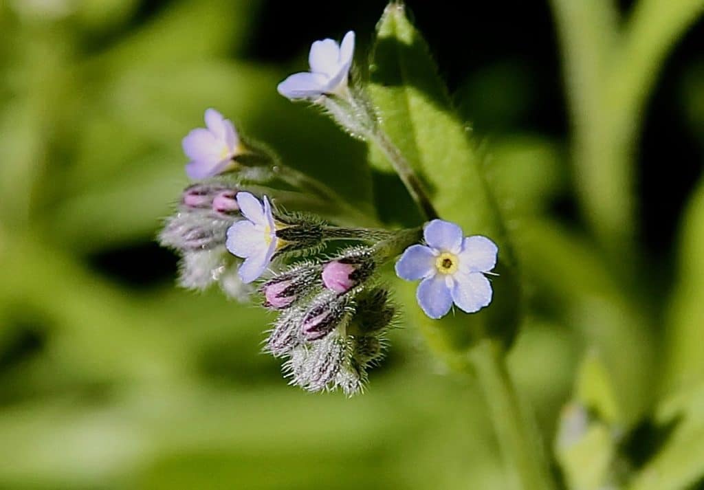 Myosotis des champs : rosées à l'éclosion du bouton, les minuscules fleurs sont le plus souvent bleu-pâle / Un jardin dans le Marais poitevin.
