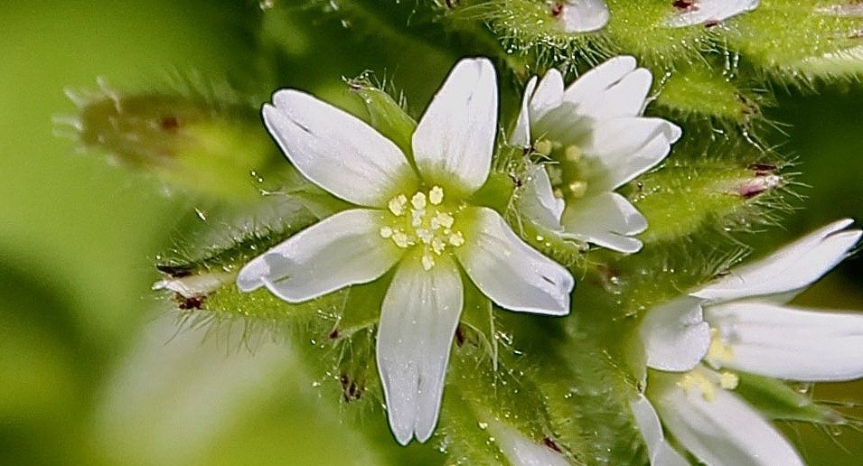 Fleur du Céraistre : cinq pétales blancs échancrés, cinq styles cernés par dix étamines / Un jardin dans le Marais poitevin.