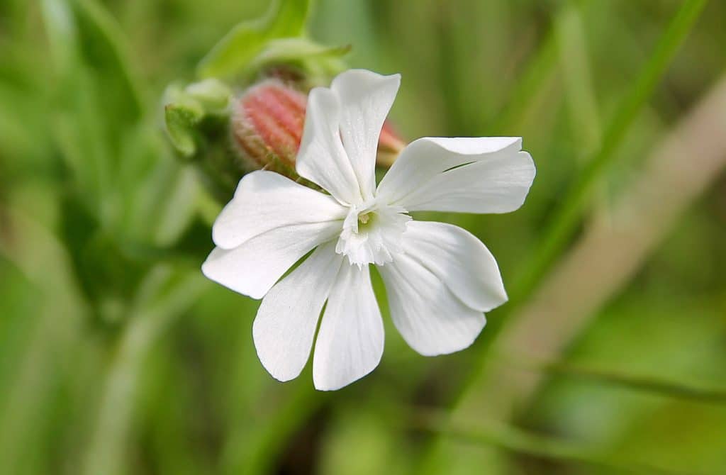 Le Compagnon blanc, fleur mâle, étamines à peine visibles à l'entrée du tube nectarifère / Un jardin dans le Marais poitevin.