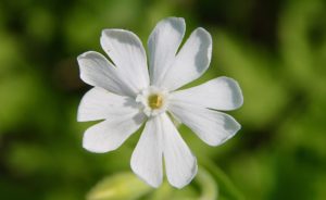 Compagnon blanc, fleur femelle avec styles émergeant du tube nectarifère / Un jardin dans le Marais poitevin.