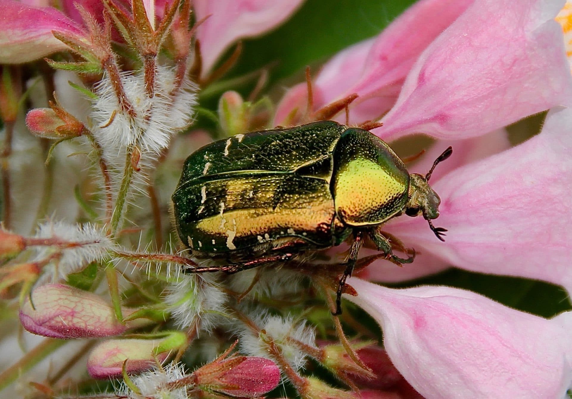La Cétoine dorée Un jardin dans