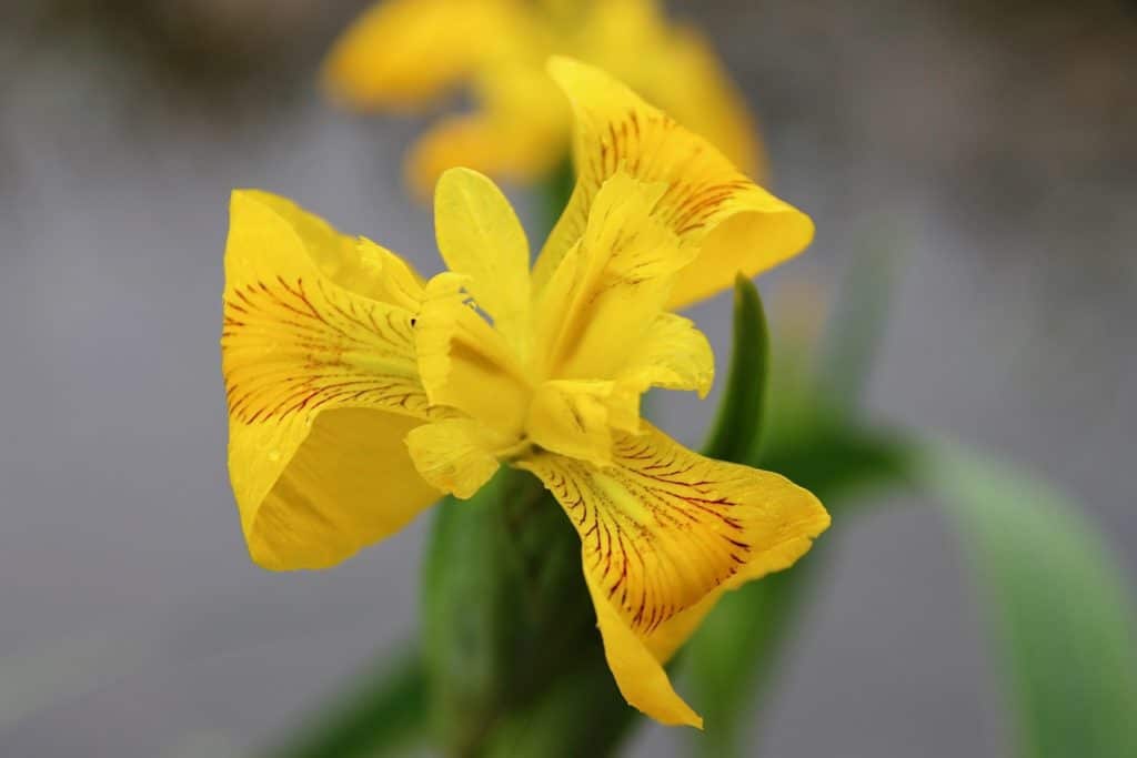 Iris faux-acore / Un jardin dans le Marais poitevin.