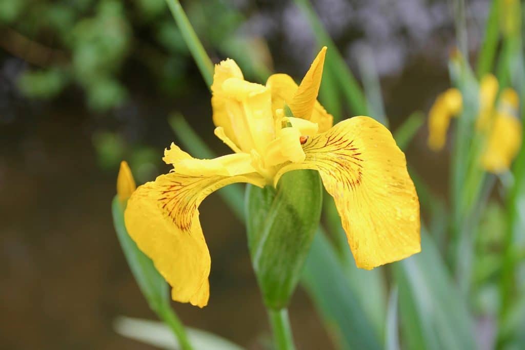 Iris faux-acore / un jardin dans le Marais poitevin.