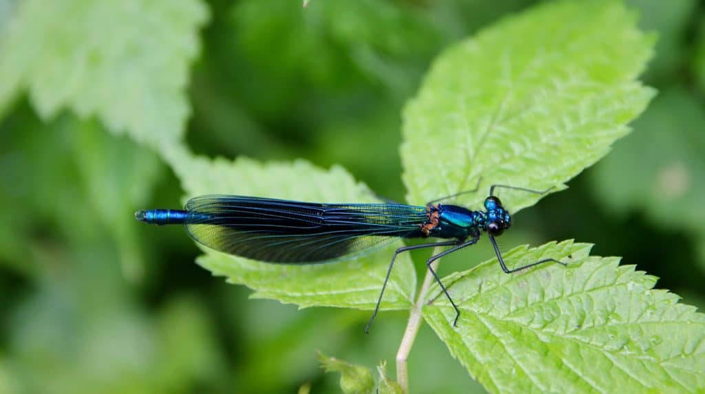 Caloptéryx éclatant, mâle, ailes repliées / Un jardin dans le Marais poitevin.
