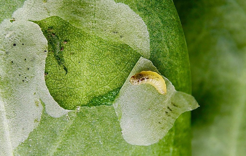 Mineuse de l'oseille : la larve dévore la "chair" de la feuille entre les deux épidermes / Un jardin dans le Marais poitevin.