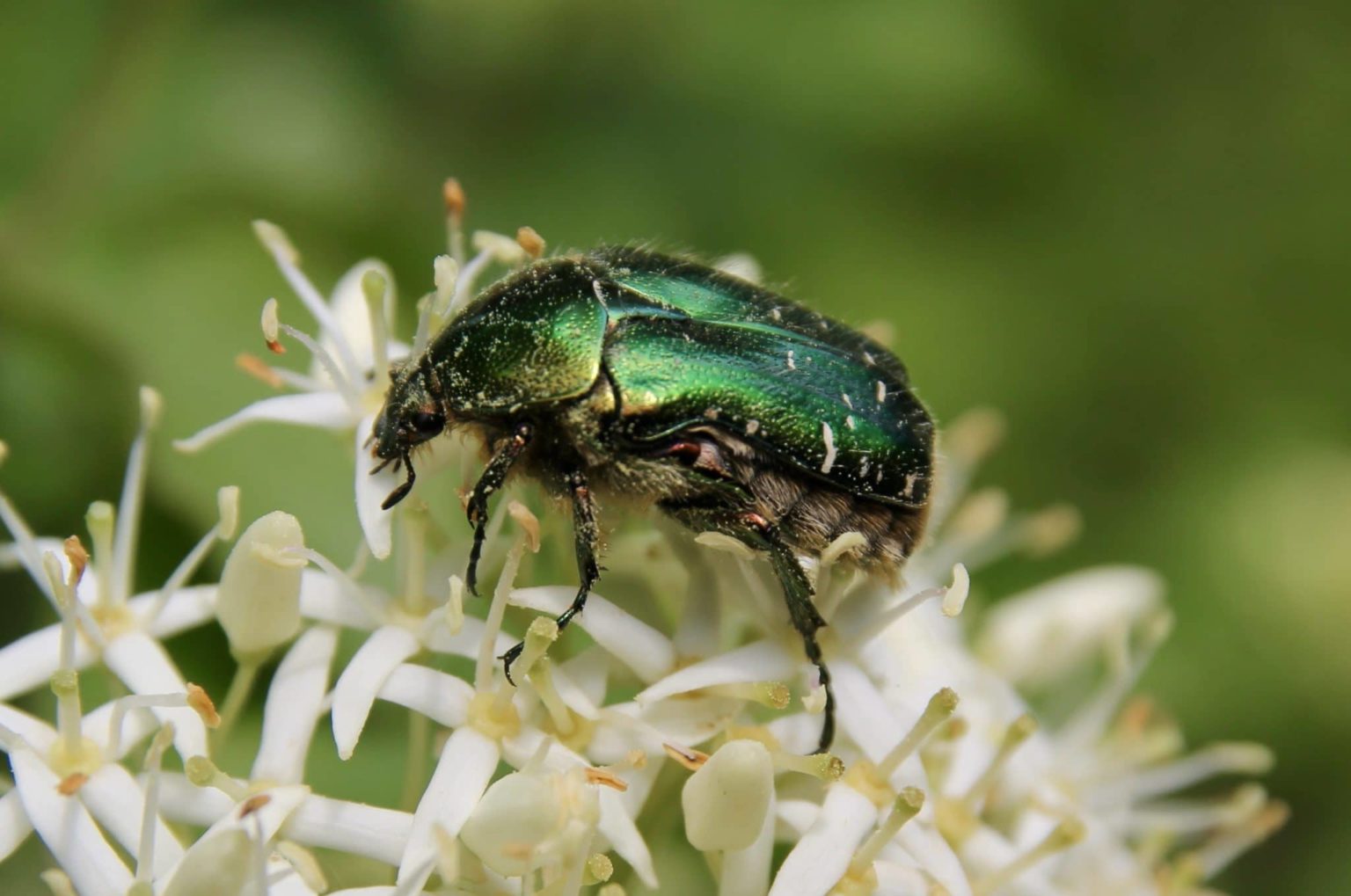 La Cétoine dorée Un jardin dans