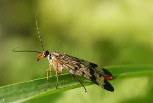 Mouche-scorpion femelle : de longues ailes blanchâtres tachées de noir / Un jardin dans le Marais poitevin.