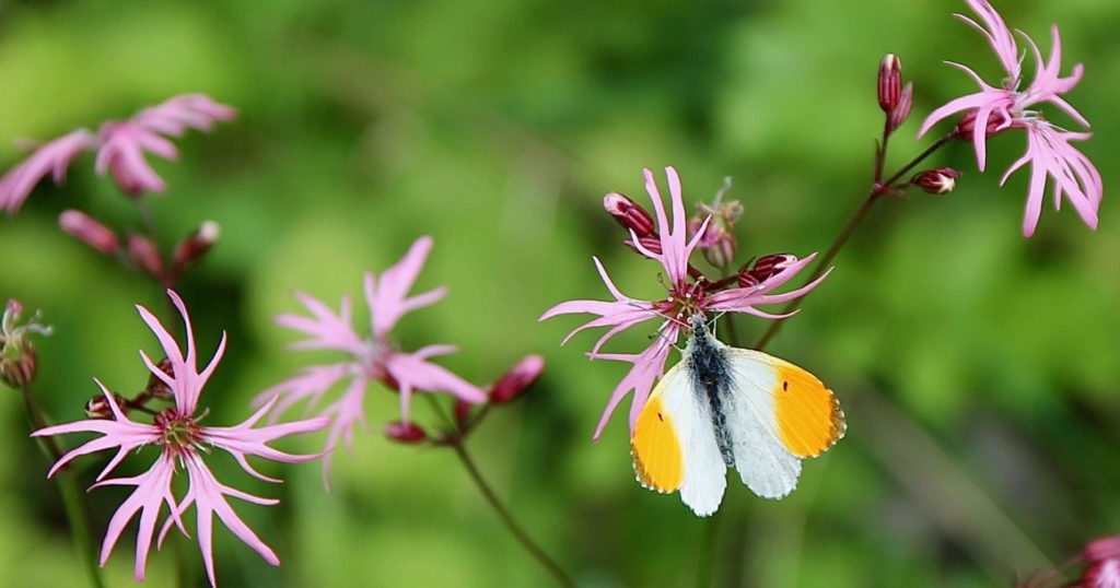 Aurore mâle sur Lychnis fleur de coucou / Un jardin dans le Marais poitevin.