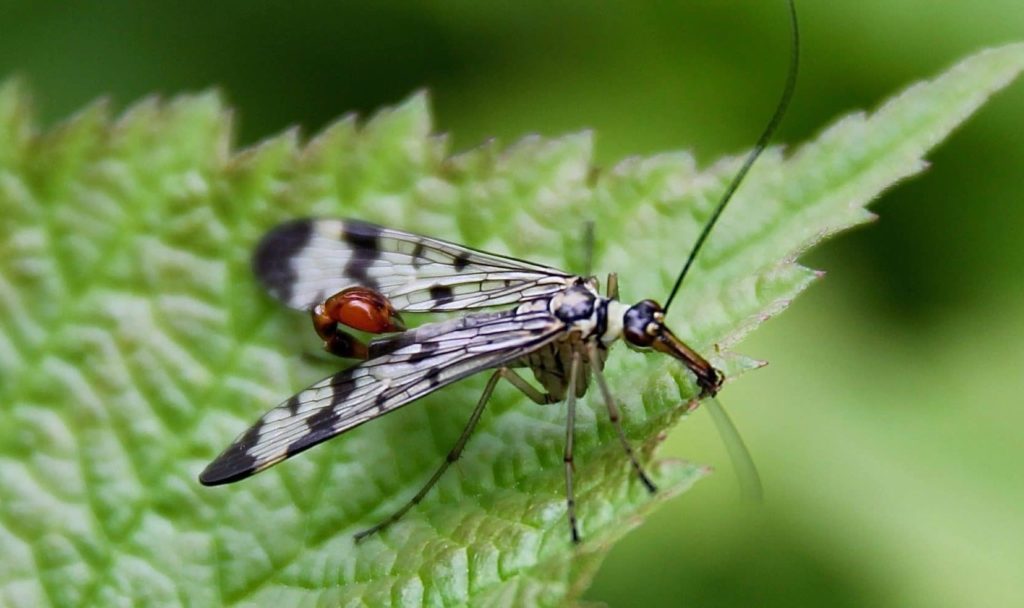 Mouche scorpion mâle, bulbe abdominal recourbé à la manière d'une scorpion / Un jardin dans le Marais poitevin.