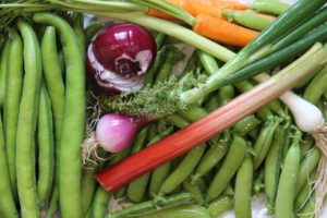Légumes primeurs / Un jardin dans le marais poitevin.