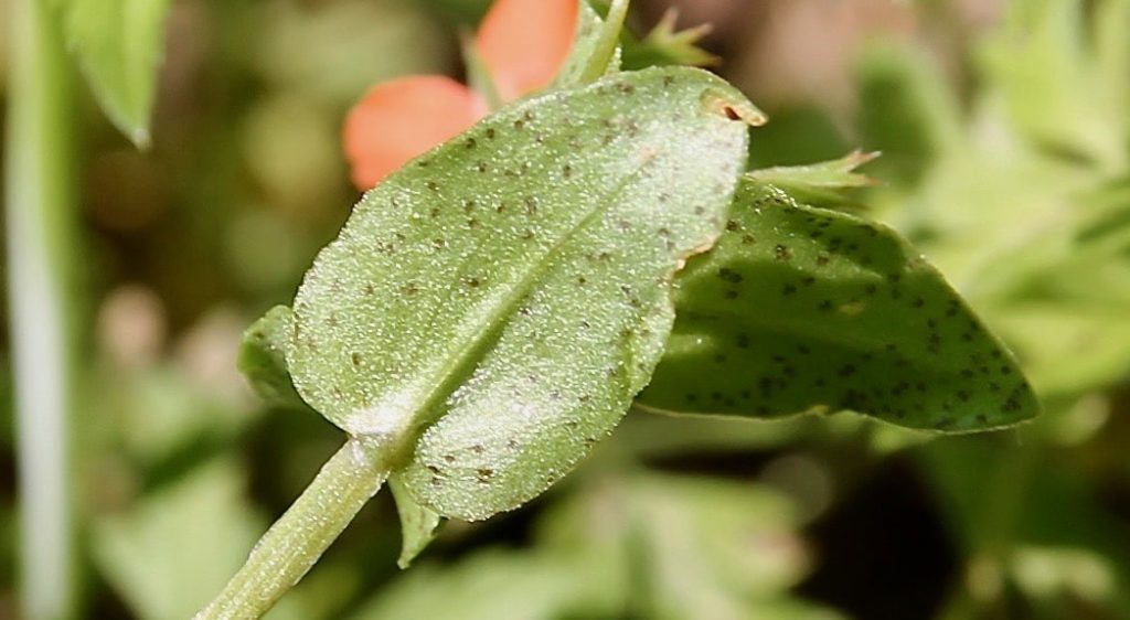 Feuilles ovales, revers parsemé de petits points noirs / Un jardin dans le Marais poitevin.