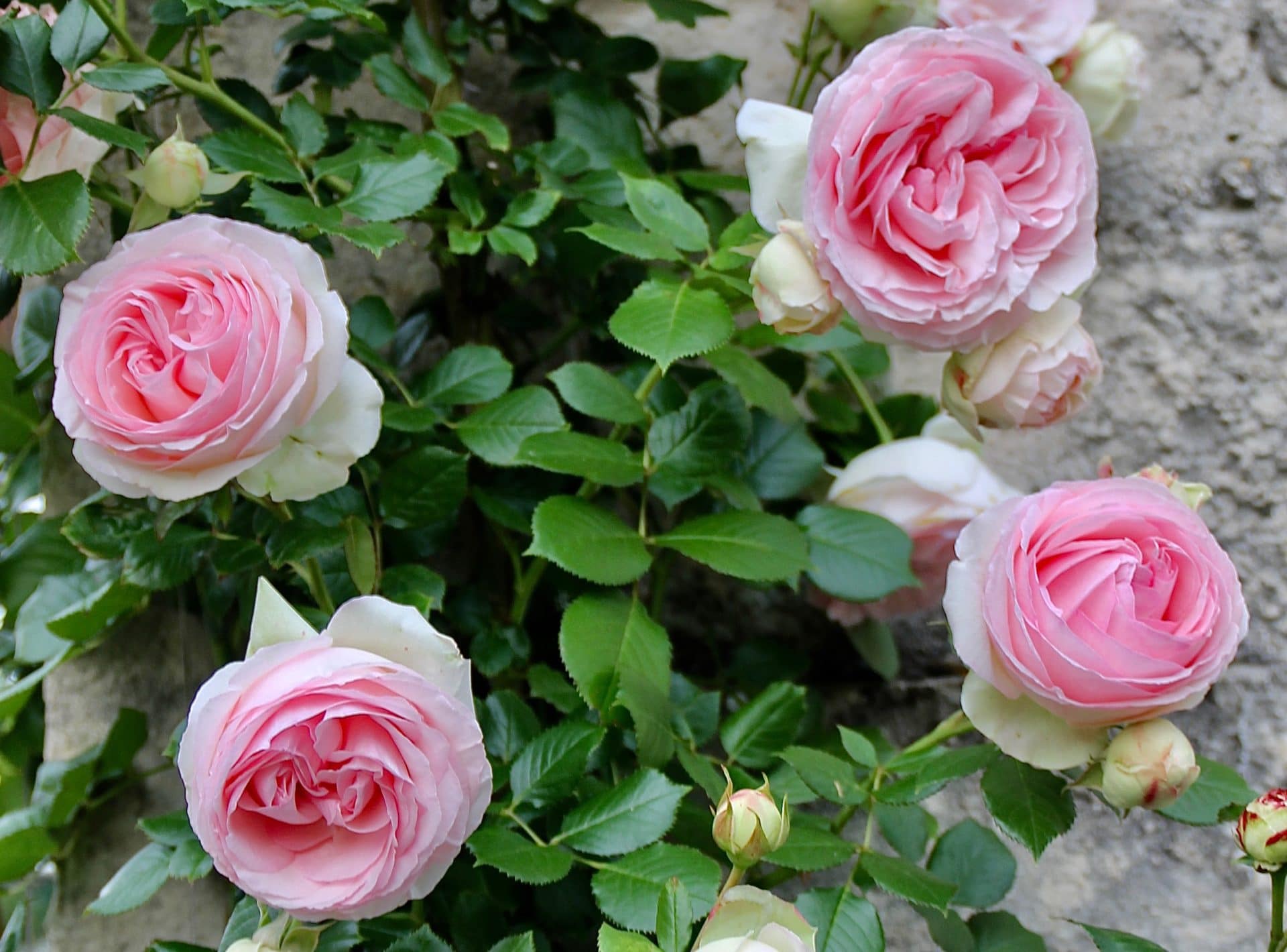 Comment Récupérer Des Roses Qui Baissent La Tête