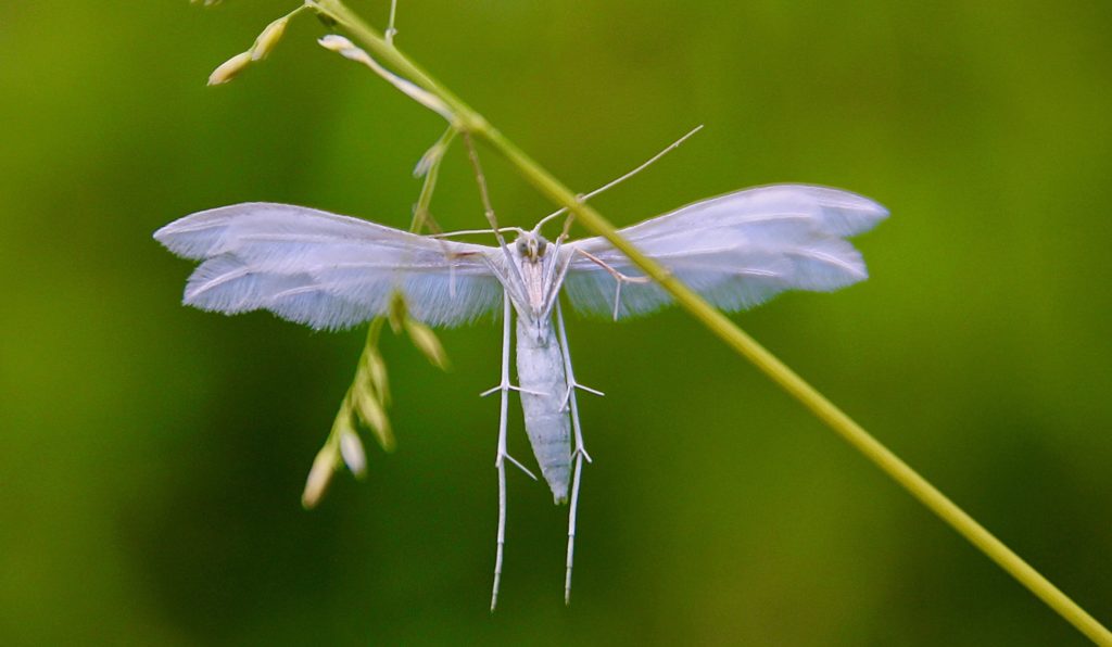 Ptérophore blanc (Pterophorus pentadactylus) / Un jardin dans le Marais poitevin.