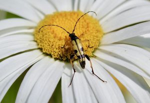 Lepture tacheté sur marguerite.