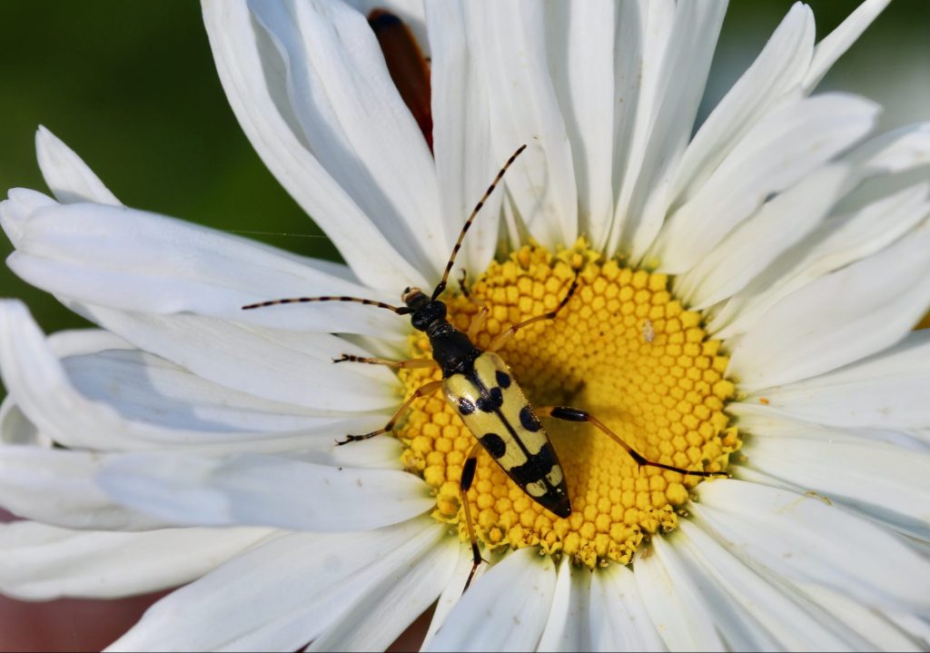 Lepture tacheté sur marguerite.