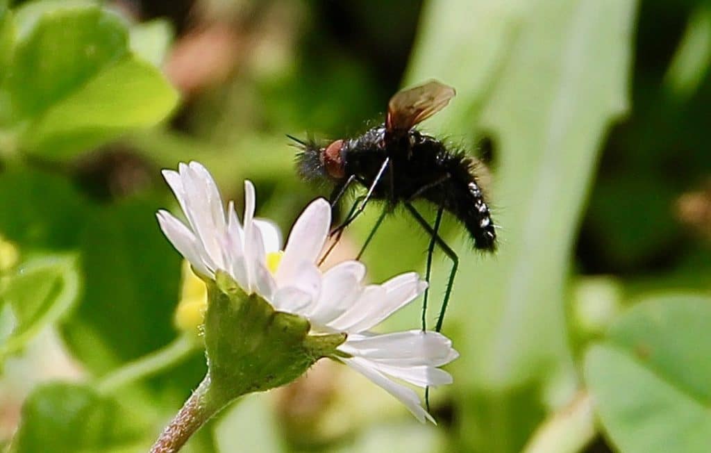 Bombyle noir sur pâquerette / Un jardin dans le Marais poitevin.