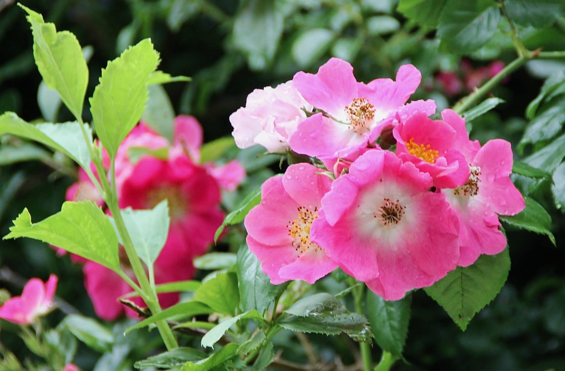 Rosier liane ensauvagé - Un jardin dans le Marais poitevinUn jardin