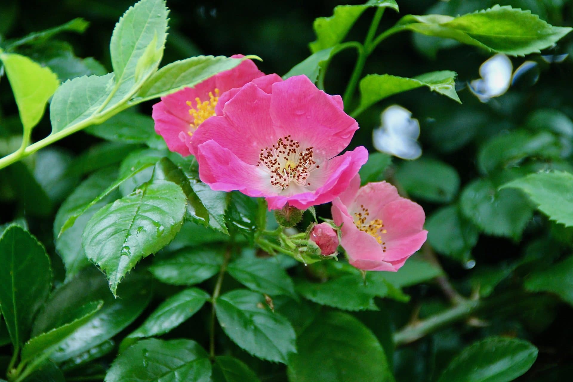 Rosier liane ensauvagé - Un jardin dans le Marais poitevinUn jardin