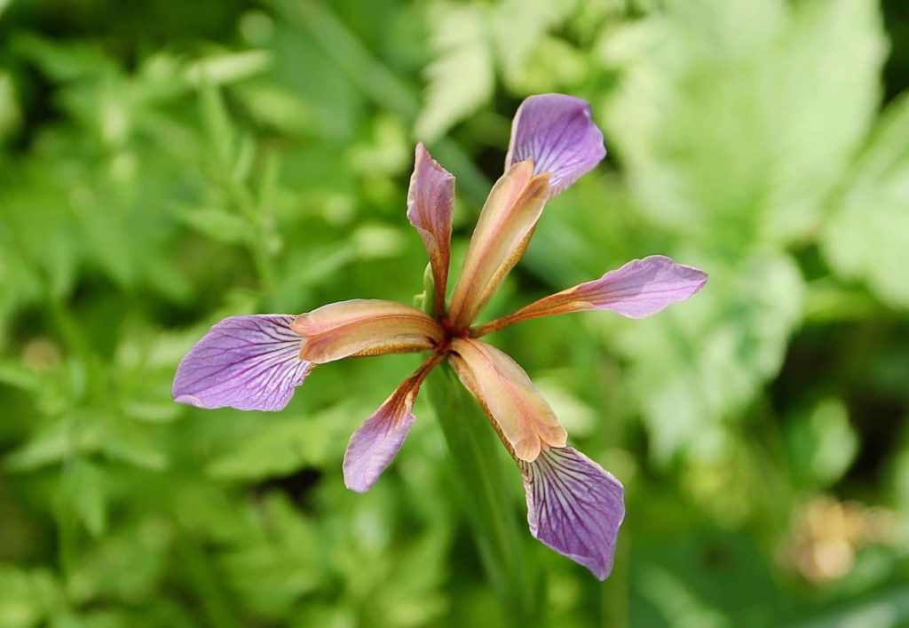Première fleur de l'Iris gigot / Un jardin dans le Marais poitevin.
