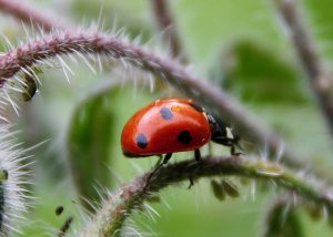 Coccinelle à sept points sur colonie de pucerons / Un jardin dans le Marais poitevin.