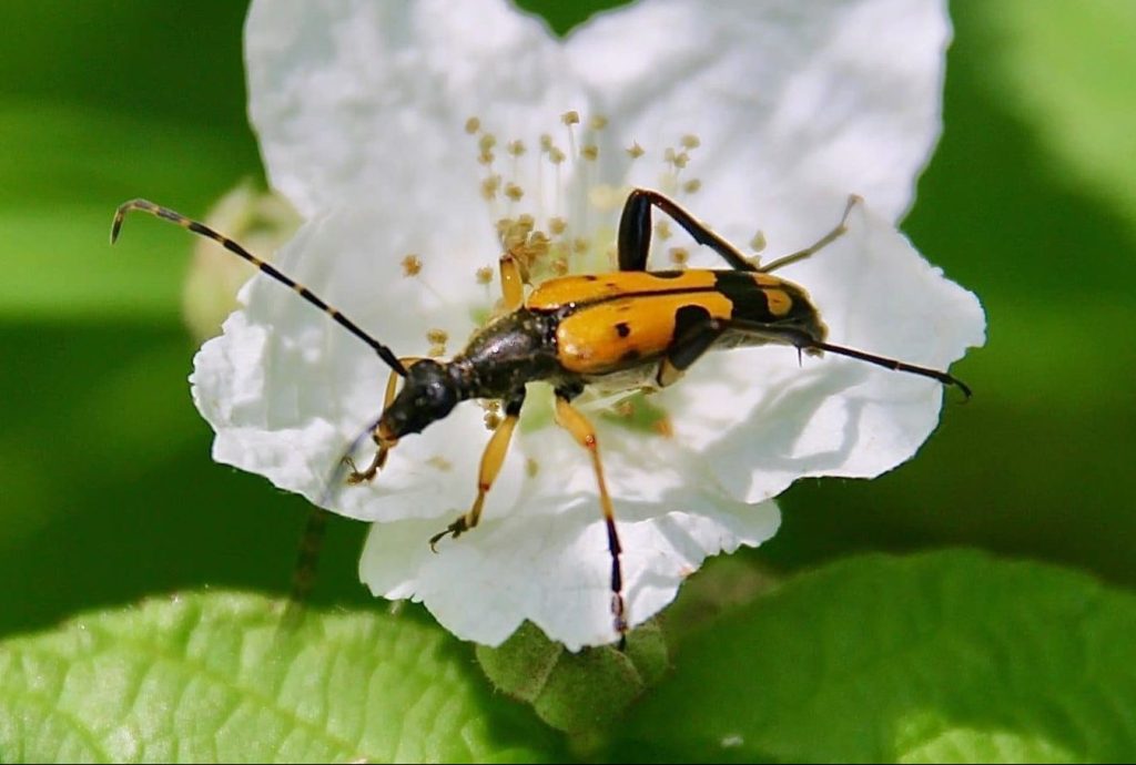 Lepture tacheté (Rutpela maculata) sur fleur de mûrier .