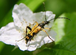 Lepture tacheté (Rutpela maculata) sur fleur de mûrier / Un jardin dans le Marais poitevin.