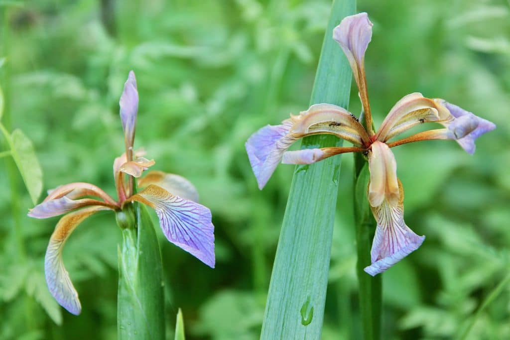 Iris gigot / Un jardin dans le Marais poitevin.