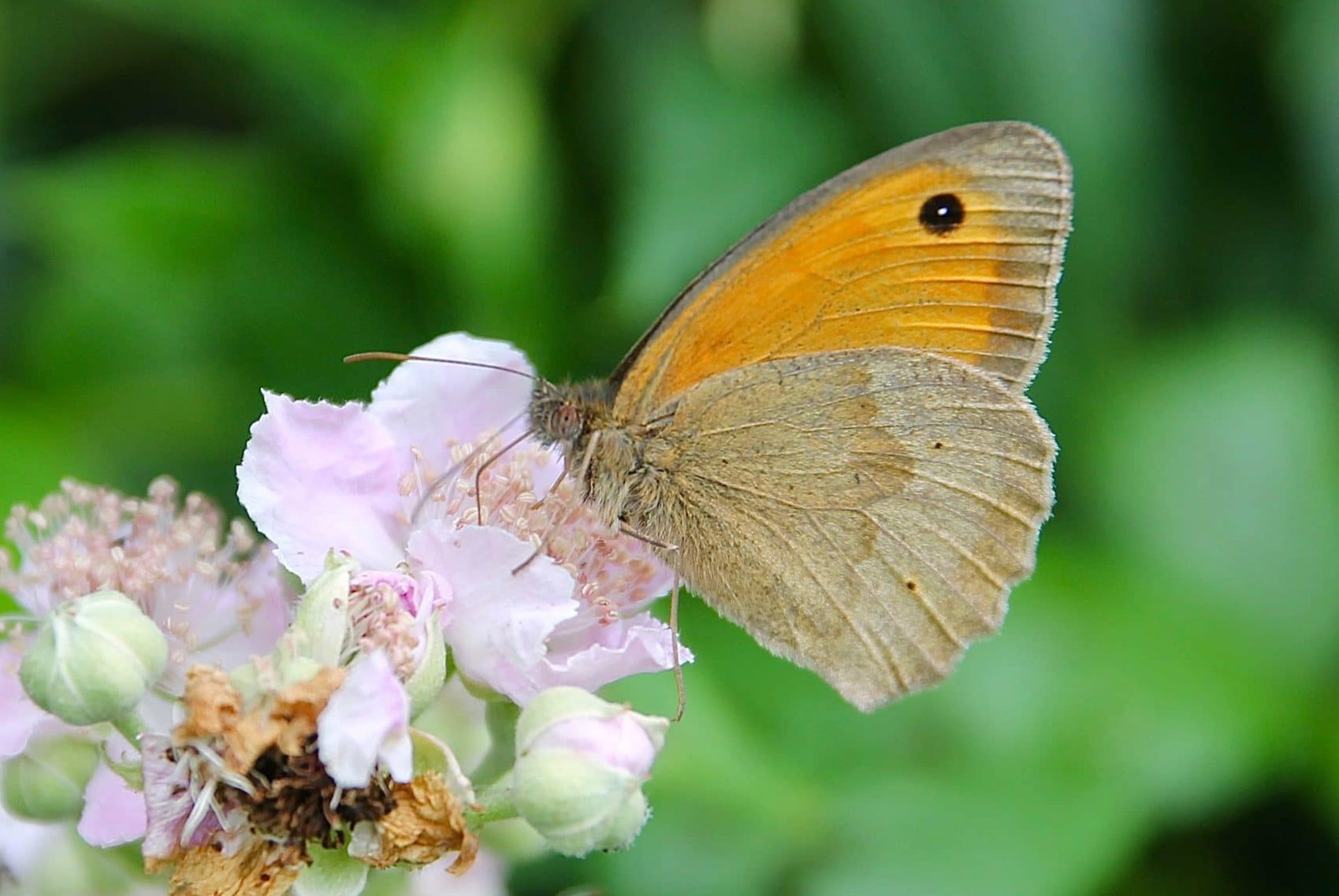 Myrtil sur fleur de Ronce commune / Un jardin dans le Marais poitevin. Myrtil sur fleur de Ronce commune / Un jardin dans le Marais poitevin.