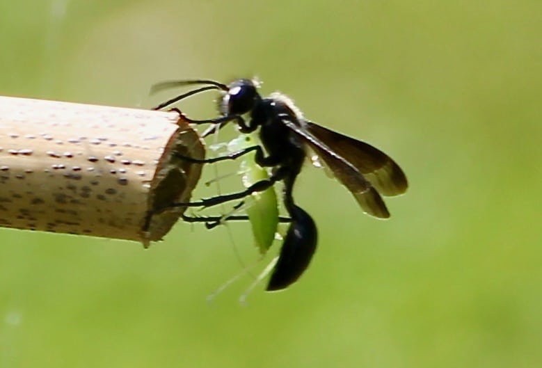 Isodonte mexicaine introduisant une sauterelle dans une tige de bambou / un jardin dans le Marais poitevin.