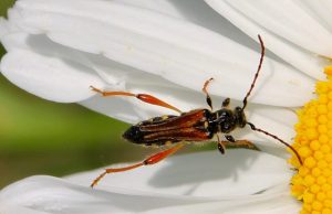 Sténoptère roux sur fleur de marguerite.